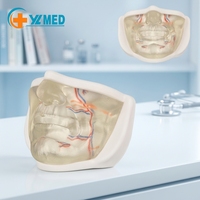 Práctica de Inyección Facial Inferior Transparente con Vasos Sanguíneos Realistas para Práctica de Relleno Dérmico, Procedimiento Estético, CE/ISO