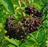 Natuurlijke Kwiek Gedroogd Elderberries Zwarte Vlier Elderberries Vruchtensap Poeder