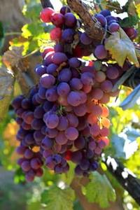 All'ingrosso uva <span class=keywords><strong>da</strong></span> <span class=keywords><strong>tavola</strong></span> fresca senza semi dolce di alta qualità - Product Image 5