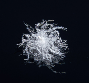 <span class=keywords><strong>Duvet</strong></span> d'oie <span class=keywords><strong>blanc</strong></span> pur lavé, matières premières plume pour doudoune - Product Image 6