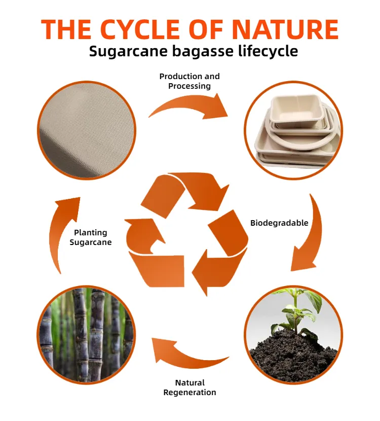 リサイクル可能な生分解性コプラスティックフルーツプレート容器、生分解性フードプレートプラスチックパーティー食品貯蔵環境に優しい