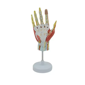 Modelo de Anatomía de músculo humano de mano extraíble de ciencia médica, modelo de <span class=keywords><strong>esqueleto</strong></span>, modelo de nervio de vaso sanguíneo principal, 7 piezas de mano - Product Image 1