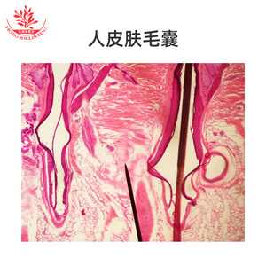 Nuevo tipo de preparado de microscopio con estructura típica, estándar educativo de alto nivel, experimento biológico, fisiología. - Product Image 3