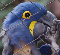 Maille de fil pour volière de perroquets / Panneaux de maille pour volière d'oiseaux / Maille de volière en acier inoxydable pour volière accessible