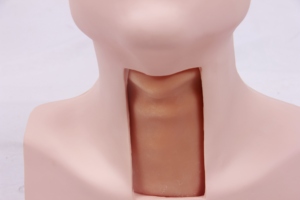 Darhmmy tiên tiến cricothyroid thủng và khí quản đặt nội khí quản manikin khoa học y tế đào tạo mô hình - Product Image 2