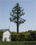 Ngụy Trang Viễn Thông Palm <span class=keywords><strong>Tree</strong></span> Cell Tower Để Chống Sét - Product Image 2