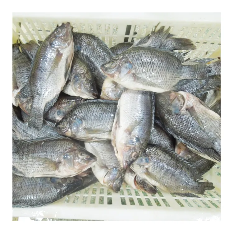 Frozen Gs Tilapia Geheel Gestript En Geschaald Met Alle Maten