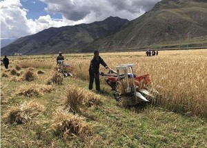 Oferta Especial: Cosechadora y Atadora de Trigo y Arroz Montada en Tractor - Product Image 6