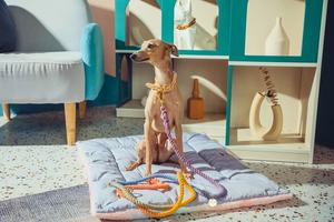 Produsen Menyesuaikan Semua Dalam Satu Multiwarna Nilon Tahan Lama Tali Timbal Jalan Kepang Kulit Anjing Kerah dan Set Tali - Product Image 3