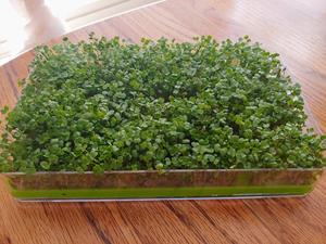 Kit di Microgreens organici Premium in stile Country Design compatto sano giardino di casa - Product Image 2