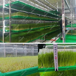 Bán buôn hệ thống thủy canh thủy canh hầu như không thức ăn gia súc máy thủy canh thức ăn gia súc phát triển hệ thống cho các trang trại - Product Image 3