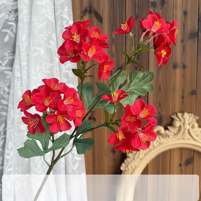 Begonia del mar occidental