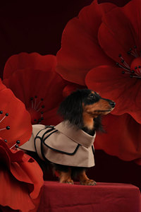 Grosir kustom Dachshund pakaian anjing padat Ramah Lingkungan Mewah klasik musim dingin jaket mantel hewan peliharaan jaket untuk Natal - Product Image 6