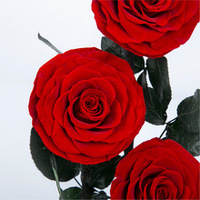 Roses éternelles de longue durée de vie, boîte-cadeau artisanale de qualité supérieure, ornements, rose rouge sous cloche en verre, Saint-Valentin, Noël
