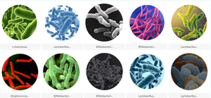 פעילות גבוהה מזון bifidobacterium lacts b. lacts אבקת פרוביוטיים חומר גלם לספק בקבוקים ארוזים תופים ברומל - Product Image 4