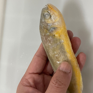 Hoang Dã đánh bắt Vàng croaker | Halal chứng nhận, bền vững có nguồn gốc & tùy chỉnh bao bì cho bán buôn toàn cầu - Product Image 3