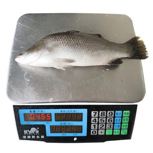 ปลากะพงแช่แข็งอาหารทะเลแช่แข็ง Iqf IWP ซัพพลายเออร์ปลาสดแช่แข็งทั้งหมดจากประเทศจีน - Product Image 2