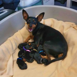 <span class=keywords><strong>Collar</strong></span> ajustable de nailon para gatos y cachorros, <span class=keywords><strong>Collar</strong></span> de identificación de perro pequeño a granel personalizado, liberación rápida, arena para mascotas recién nacidas, identificación en blanco - Product Image 6