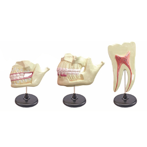 Dentición caducifolia y dentición <span class=keywords><strong>permanente</strong></span> ZM1048 Tamaño natural SMD035 - Product Image 4