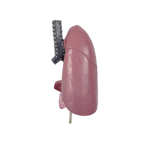 Chất lượng cao giá rẻ phổi cấu trúc khuôn hệ thống hô hấp củ<span class=keywords><strong>a</strong></span> con người tim có thể tháo rời giảng dạy khuôn đạo cụ - Product Image 1