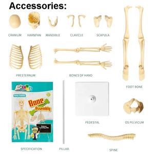 גוף האדם גזע שלד מודל צעצוע דיy הרכבה שלד שלד נשלף מבנית נשלפת עם מפרקים עבור צעצוע מחקר - Product Image 6