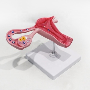 Modelo Anatómico Ampliado <span class=keywords><strong>de</strong></span> Fertilización Humana para Clínicas <span class=keywords><strong>de</strong></span> Obstetricia y Ginecología, Exhibición <span class=keywords><strong>de</strong></span> Ciencia Popular, CE/ISO/ROHS/CNAS - Product Image 2