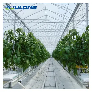 Aquaponics Used To Produce Vegetables Smart Hydroponics Farm Multi-Span Agricultural Greenhouses