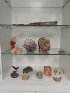 Обучающая модель 3D-печати, модель анатомических структур для головы и лица, кровеносных сосудов и мозга - Product Image 3