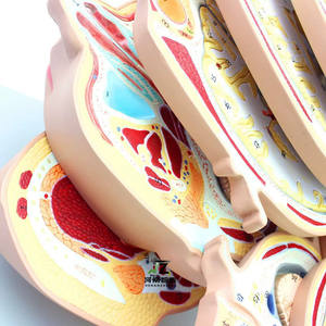 Modelo Anatómico Seccional del Cerebro Humano Pintado a Mano en PVC de Zhizao Medical Science, con Estructuras Detalladas para Uso Educativo - Product Image 4