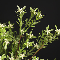 Künstliche Pflanzen Großhandel Natürliche Kunstblätter Plastikzweige Blumenarrangements Hochzeit Weihnachten Heimdekoration