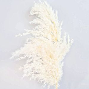 Hierba blanca de Pampas, hierba de caña seca esponjosa para decoraciones de bodas y festivales, Pampas de lujo salvajes verdaderamente naturales para graduación - Product Image 4