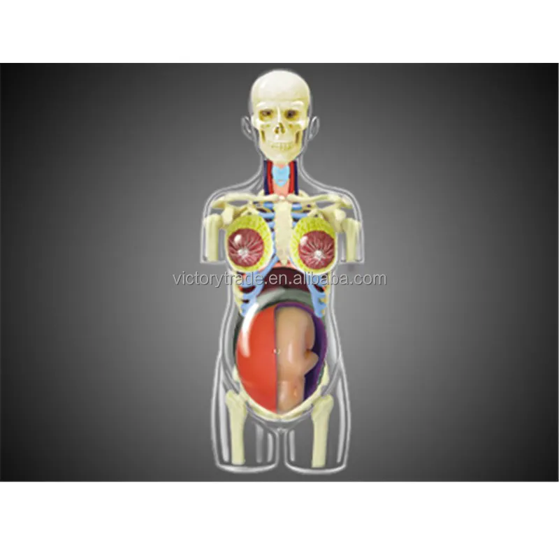 V-GF211123-1 4D ana mini insan gebelik anatomi torso montaj modeli öğretim oyuncak hediye