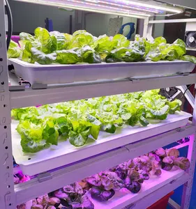 Aeroponic ग्रीनहाउस प्रणाली Microgreen ट्रे बीज रोपण ट्रे बीज शुरू ट्रे 28/33 छेद गुंबद