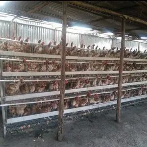 La agricultura Vertical jaulas de pollo para Zimbabwe aves de corral pollo productor