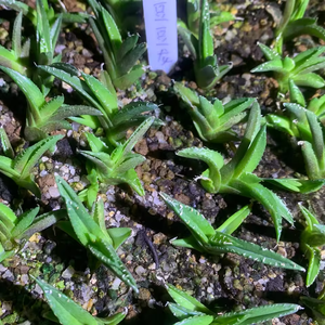 <span class=keywords><strong>Plante</strong></span> succulente en pot à feuilles longues et épineuses vertes, idéale pour la décoration intérieure et le jardin de bureau - Product Image 3