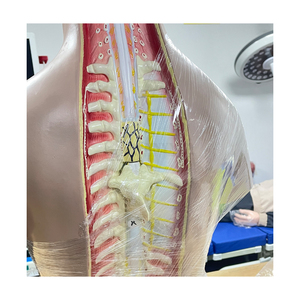 Muñeca Torso de 27 Piezas de <span class=keywords><strong>Cuerpo</strong></span> <span class=keywords><strong>Humano</strong></span>, Material de Pvc, Doble Sexo, Entrenamiento de Enfermería Vivid, Ciencia Médica, Anatomía de 85cm, 2 Piezas de Material, 2 Piezas - Product Image 4