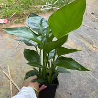 Strelitzia Nicolai Oiseau de paradis, Variétés mixtes, Tailles variées, Tropicale, Intérieur/Extérieur, Écologique, Faite à la main, Cérémonie de remise des diplômes