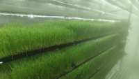 Système hydroponique intelligent et écologique Seedafarm pour la production de fourrage, avec équipement de contrôle PLC, conteneur d'expédition, serre
