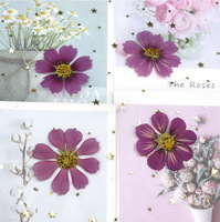 Nouveau produit, vente chaude : Fleurs séchées mélangées pour l'art floral, Cosmos violet pressé, fleurs naturelles séchées, Coreopsis plate