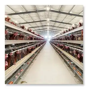 2024 New Product Factory outlet A Type poultry layer cage For 5000 Birds cage layer poultry farm equipment