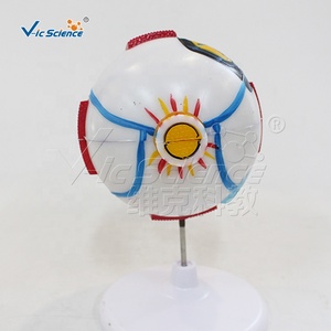 Modelo Anatómico de la Estructura y Anatomía <span class=keywords><strong>del</strong></span> <span class=keywords><strong>Ojo</strong></span>, Modelo Médico para la Enseñanza de la Anatomía Humana - Product Image 6