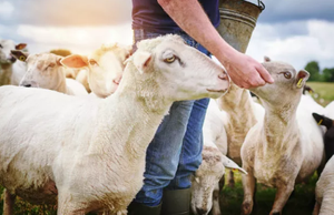 Prezzo di fabbrica fosfato dicalcico (<span class=keywords><strong>DCP</strong></span>) potenziatore nutrizionale additivi alimentari - Product Image 5