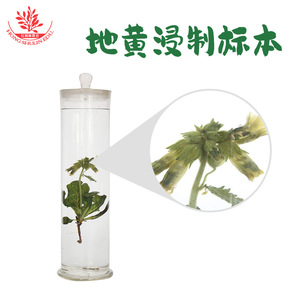 Spécimens préservés de Rehmannia glutinosa, une plante naturelle et cultivée artificiellement, sont conservés dans des bocaux en verre. - Product Image 2