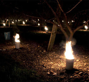 Velas para Huertos para Prevenir la Congelación de Árboles Frutales/Vela Anticongelante de Origen 100% Natural DRUM Frost Candle Spring Frost - Product Image 2