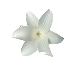 Têtes de fleurs de lys artificielles Jinxi en PVC souple moulé par injection pour décoration de mariage, de maison et de plafond - Product Image 4