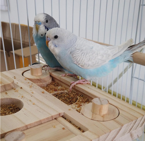 ของเล่นไม้สำหรับฝึกอาหารนกแก้ว - Product Image 3