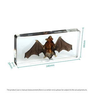 Esemplare di pipistrello in acrilico trasparente per strumento didattico multifunzionale di biologia - Product Image 5