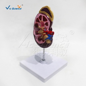 Modello Anatomico del Renino, Struttura del Renino, Modelli Anatomici per Scienza Medica - Product Image 2