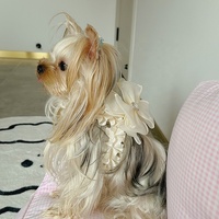 Doux nœud noeud chien harnais doux respirant dentelle chiens gilet laisse en Nylon pour chiot poitrine sangle collier chien accessoires fournitures pour animaux de compagnie