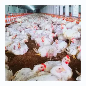 Penjualan Laris Perlengkapan Peternakan Unggas Rumah Ayam Broiler Otomatis Modern